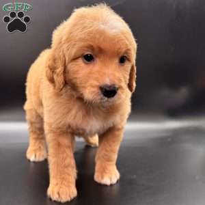 Tank, Mini Goldendoodle Puppy